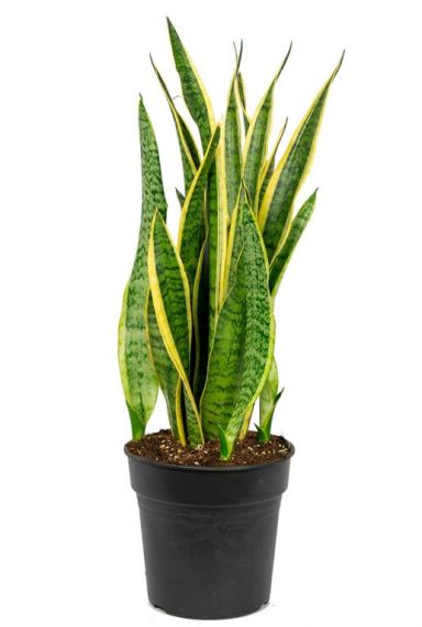 Sansevieria laurentii p12 1