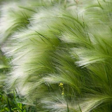 Stipa tenuissima ponytails