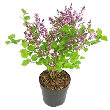 Syringa Bloomerang Dark Purple