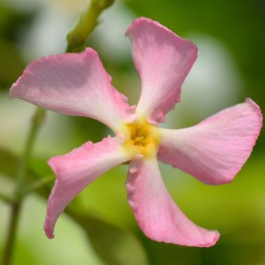 Trachelospermum jasminoides star of venice 2-min