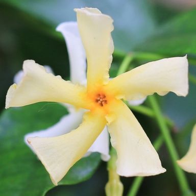 Trachelospermum jasminoides star of venice 2-min