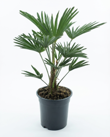 Trachycarpus wagnerianus frosty p19-01