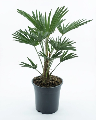 Trachycarpus wagnerianus frosty p19-01