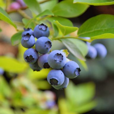 Vaccinium corymbosum Goldtraube