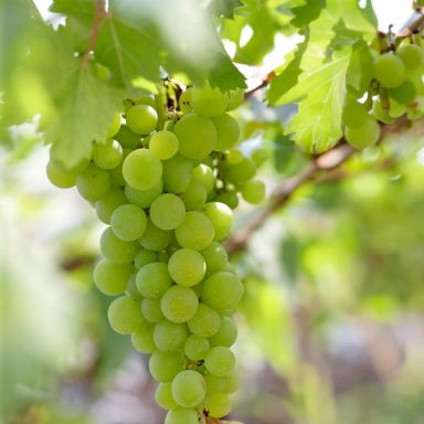 Vitis Vroege van der Laan
