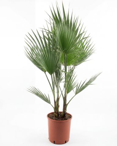 Washingtonia robusta multitrunk p26 - 1