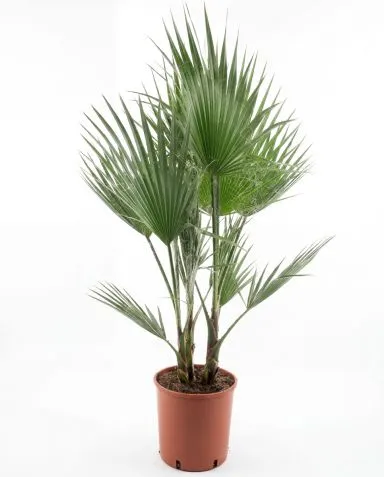 Washingtonia robusta multitrunk p26 - 1