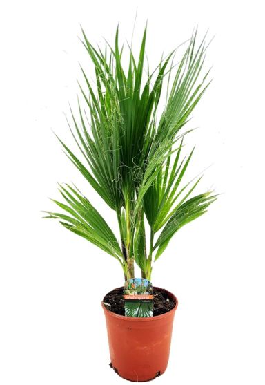 Washingtonia robusta tuinplant p17