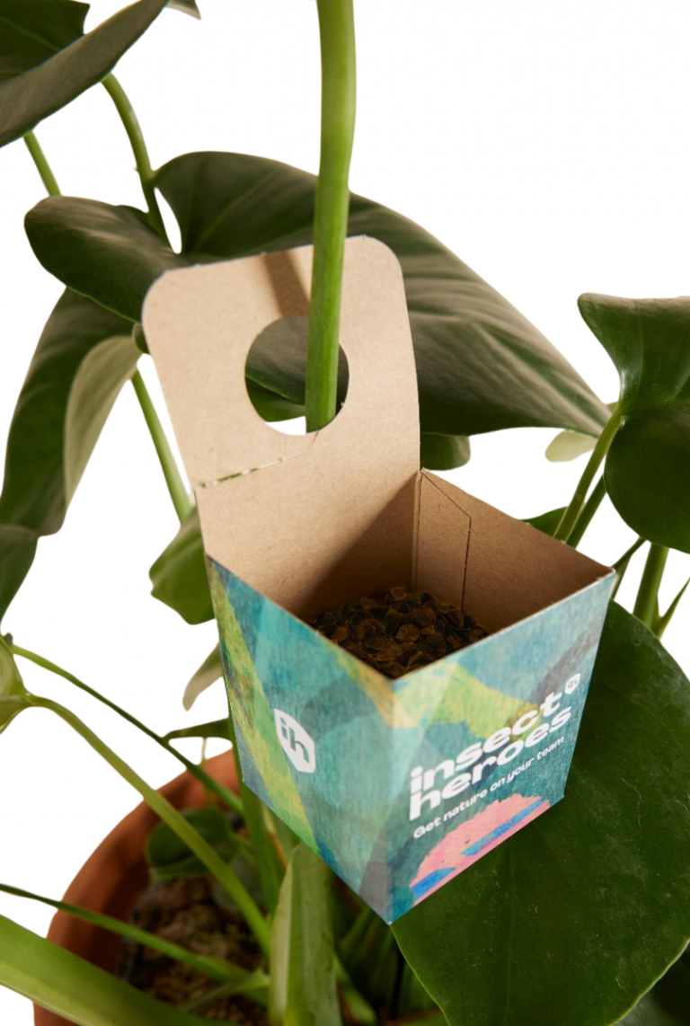 Crypto tegen wolluis – Natuurlijke bestrijding met larven | MyPalmShop -  MyPalmShop