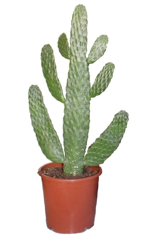 10034 - opuntia consolea