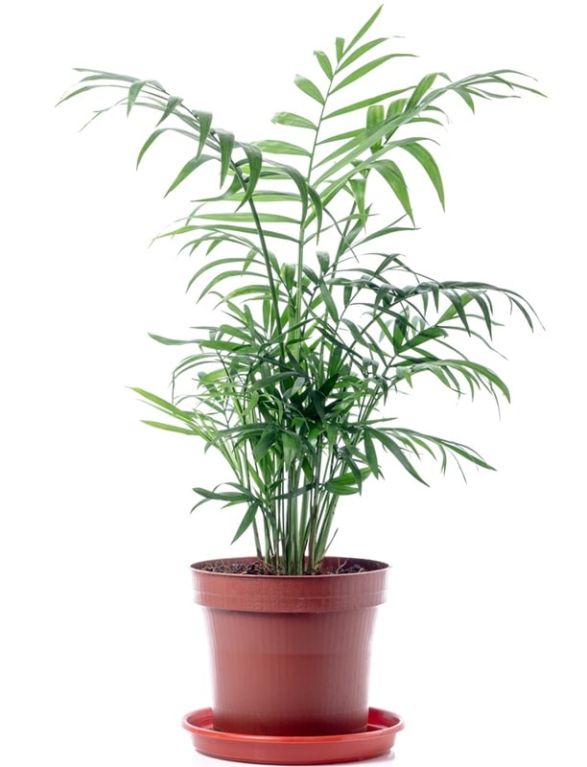 10041 - chamaedorea elegans-min