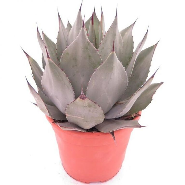 Agave truncata