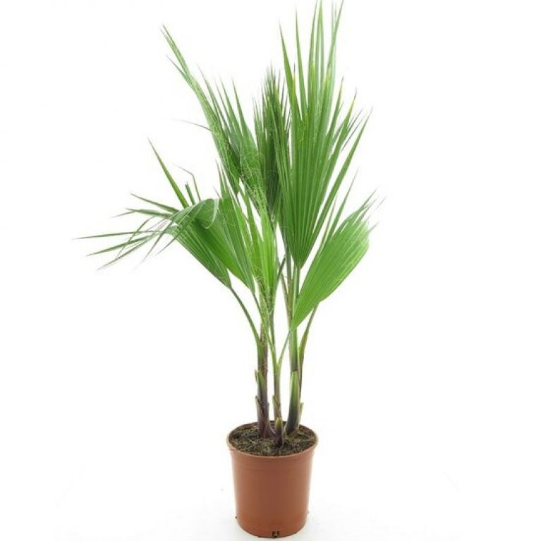Washingtonia robusta multitrunk