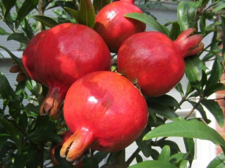 Punica granatum