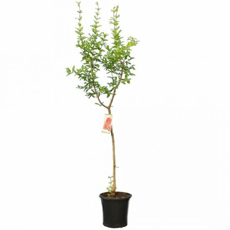 Punica granatum