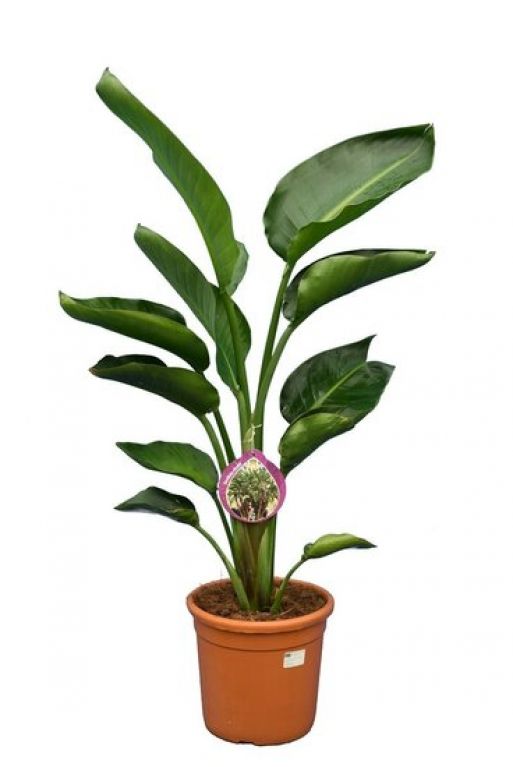 Strelitzia nicolai