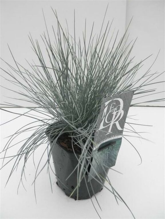 Festuca glauca Elijah Blue - set van 3