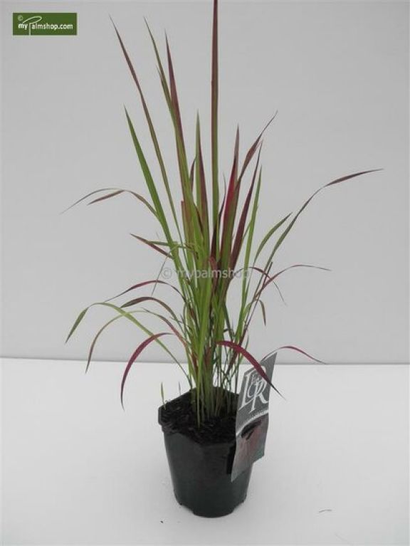 Imperata cylindrica Red Baron - set van 3