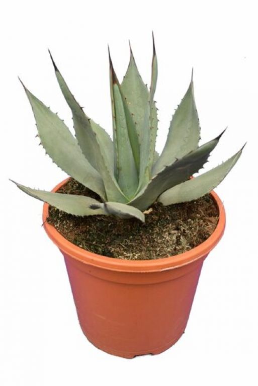 Agave neomexicana