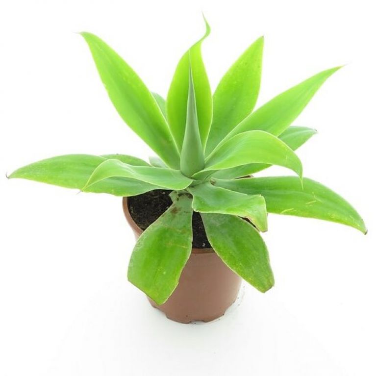 Scindapsus Treubii Dark plant