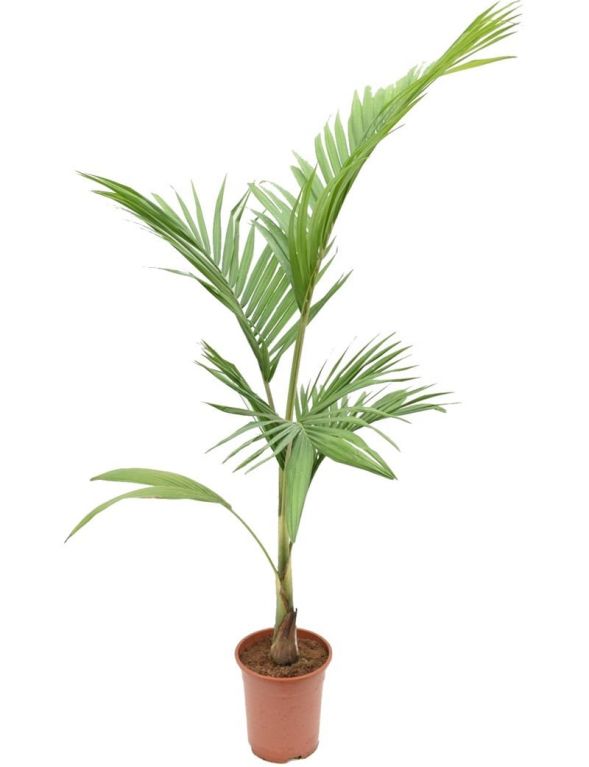 2662 - archontophoenix cunninghamiana 13 -0-150 23cm large k m kk-min