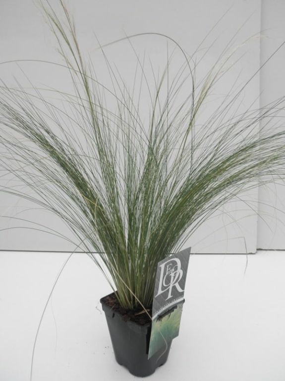 3252 - stipa ponytails k-min