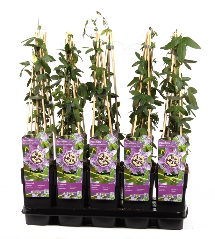 5030 - passiflora caerulea purple haze 2 ltr