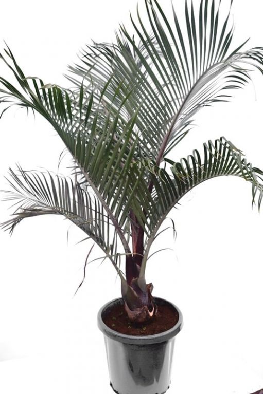 6053 - dypsis decary 140-160 42 groot k-min