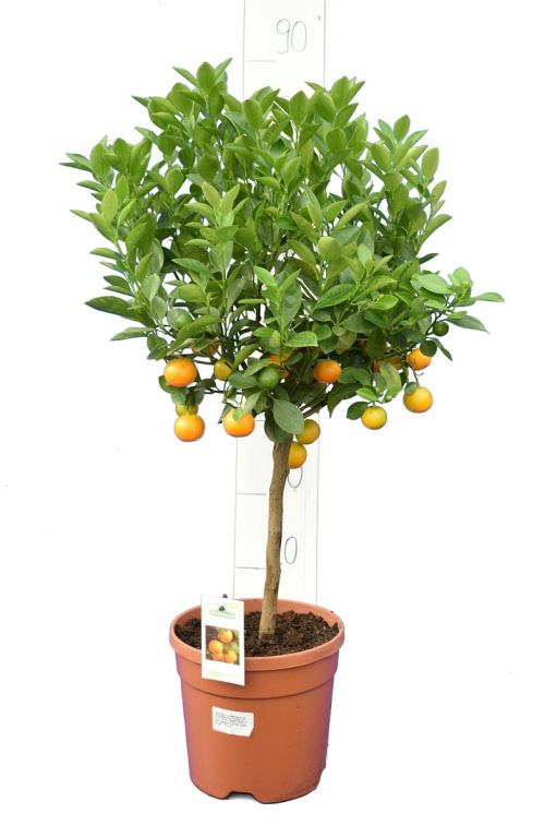 6972 - citrus mitis 80-90 21 trunk 30 jpeg-min