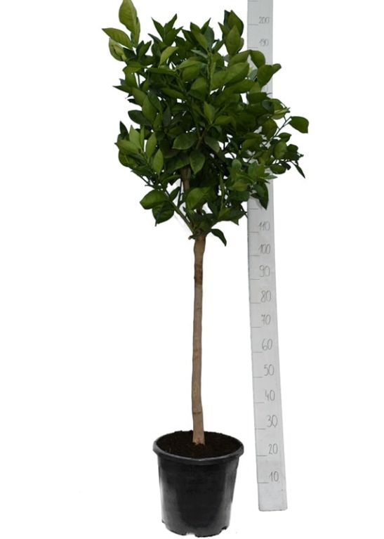 7245 - citrus sinensis nr 3 custom k-min
