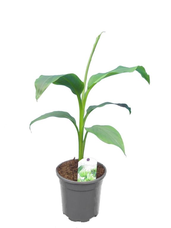 8115 - musa bajoo 2 ltr pot-min