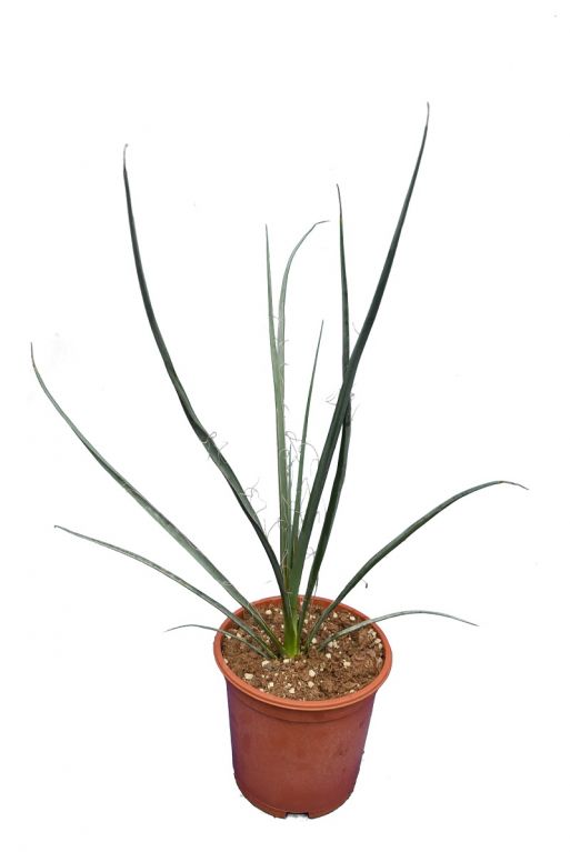 Hesperaloe parviflora