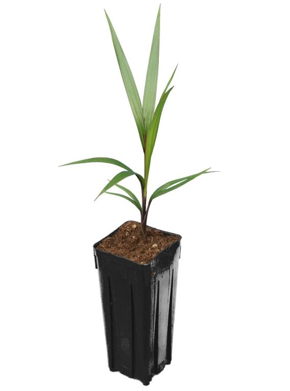 8546 - hyophorbe lagenicaulis 1 7 ltr-min