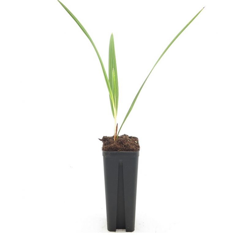 9293 - chamaerops humilis-min