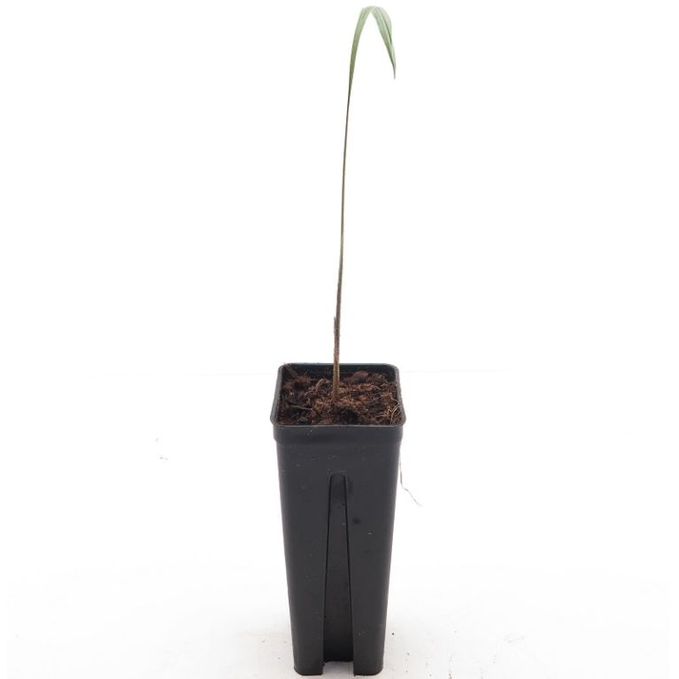 9296 - roystonea regia-min