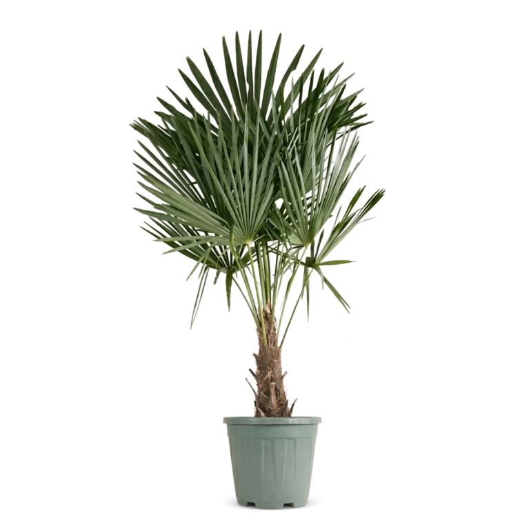 0000 trachycarpus fortunei stam 20-30