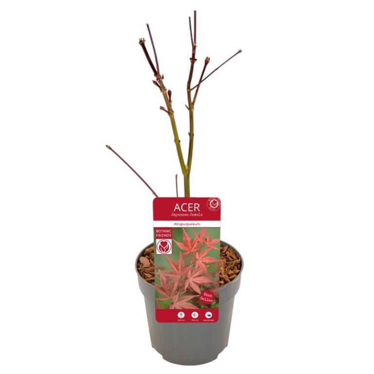 Acer palmatum atropurpureum 10 5 2-min