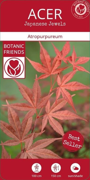 Acer palmatum atropurpureum 5-min