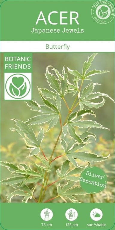 Acer palmatum butterfly 3-min