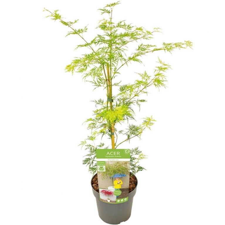 Acer palmatum emerald lace 1-min