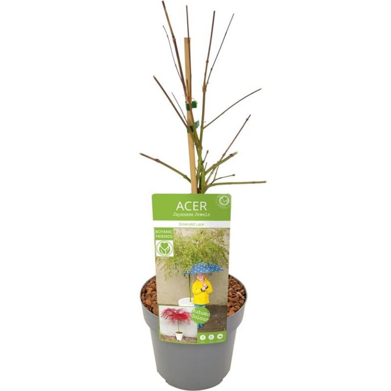 Acer palmatum emerald lace 2-min