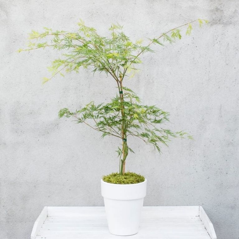 Acer palmatum emerald lace 4-min