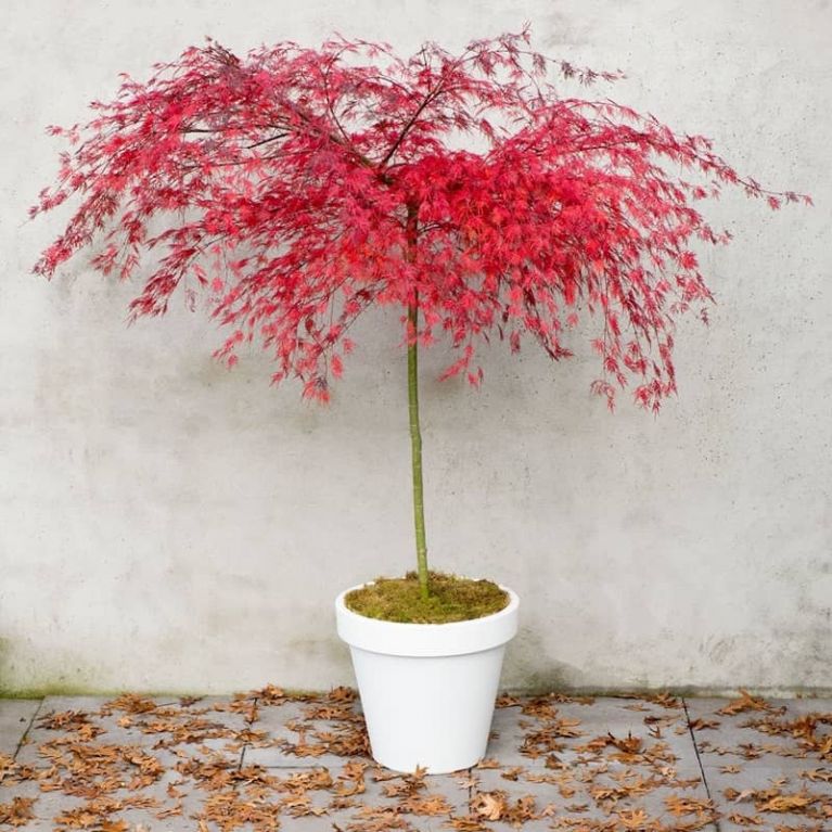 Acer palmatum emerald lace 5-min