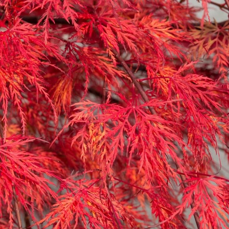 Acer palmatum emerald lace 6-min