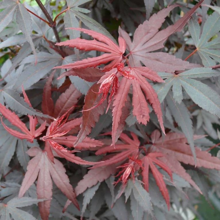 Acer palmatum skeeter s broom-min