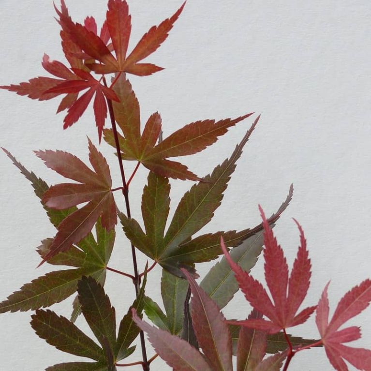 Acer palmatum skeeter s broom 2-min