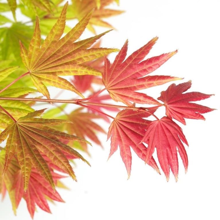 Acer shirasawanum moonrise blad