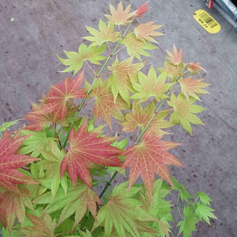 Acer shirasawanum moonrise blad 3