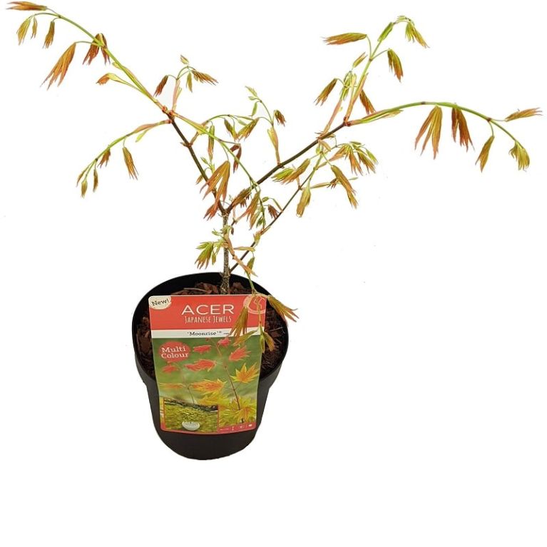 Acer shirasawanum moonrise leaf-min