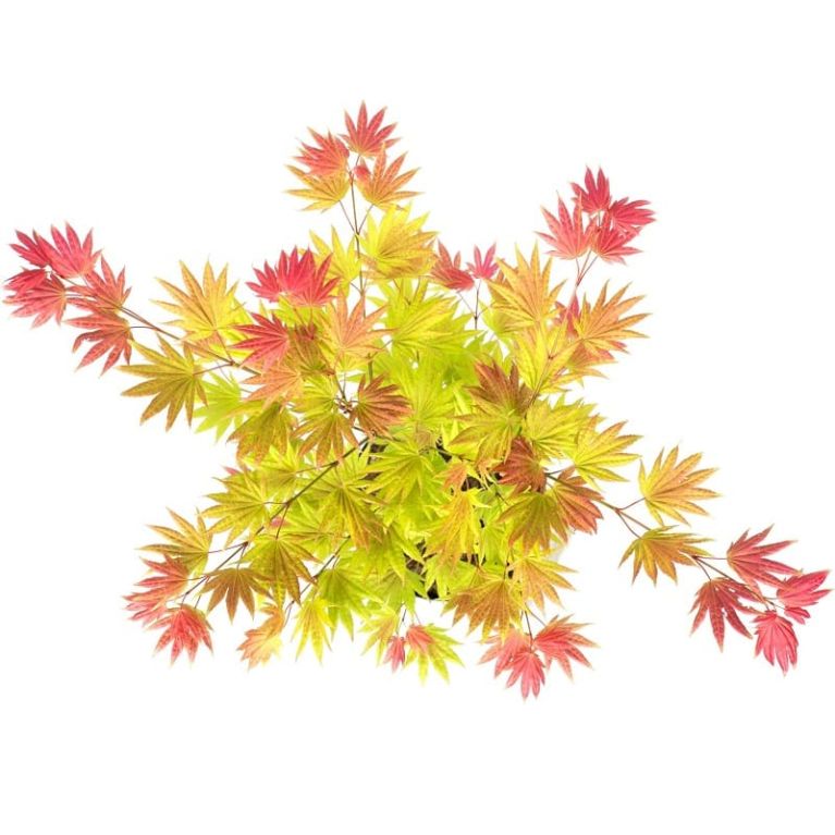 Acer shirasawanum moonrise top-min